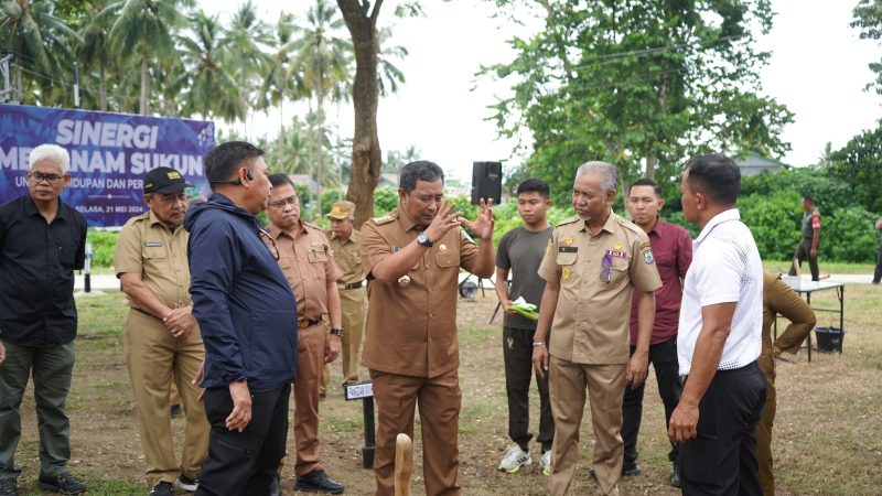 Melihat Peluang Petani Sulbar, Raih Penghasilan Melalui Komoditas Sukun dan Pisang