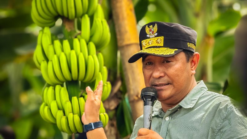 Ajak OPD ke Bone, Pj Gubernur Bahtiar Siap Kembangkan Pisang Cavendish di Sulbar