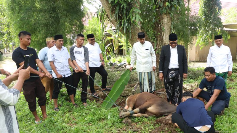 Idul Adha 1445 H, Pemprov Sulbar Sembelih 15 Ekor Sapi Kurban