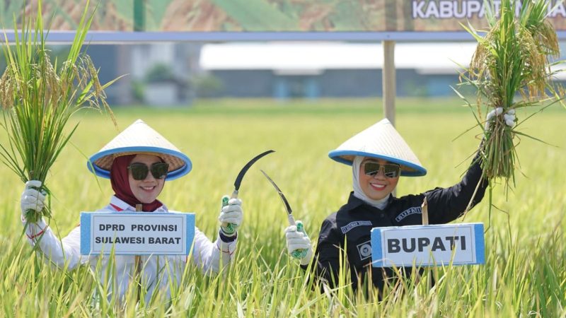 Ketua DPRD Sulbar Hadiri Panen Raya di Kalukku Mamuju