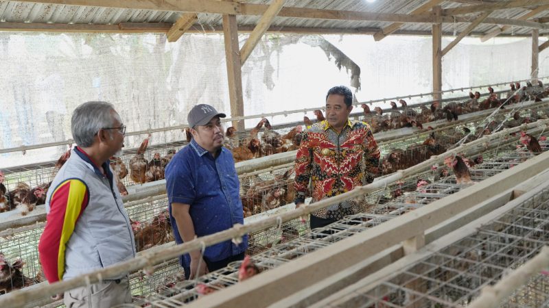 Jadi Penyangga IKN, Pj Gubernur Dorong Peternakan di Sulbar Tingkatkan Produksi Telur