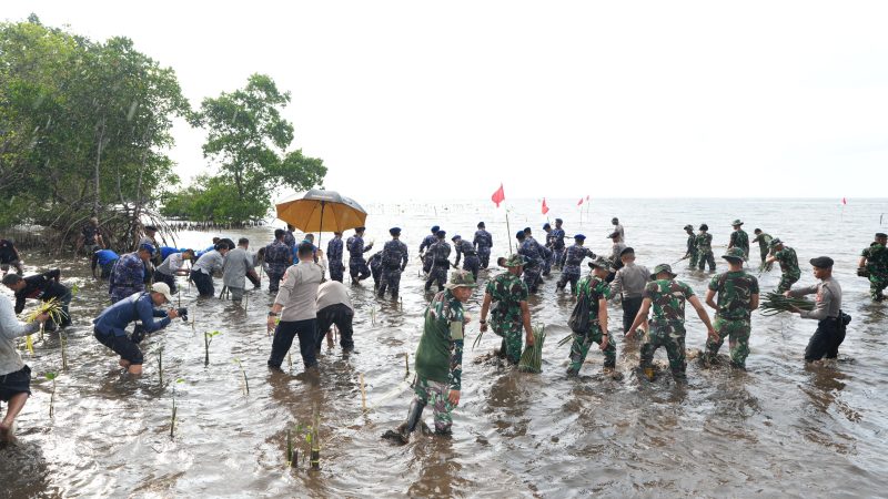 Pemprov Sulbar dan Forkopimda Tanam 20 Ribu Mangrove Bersama Masyarakat