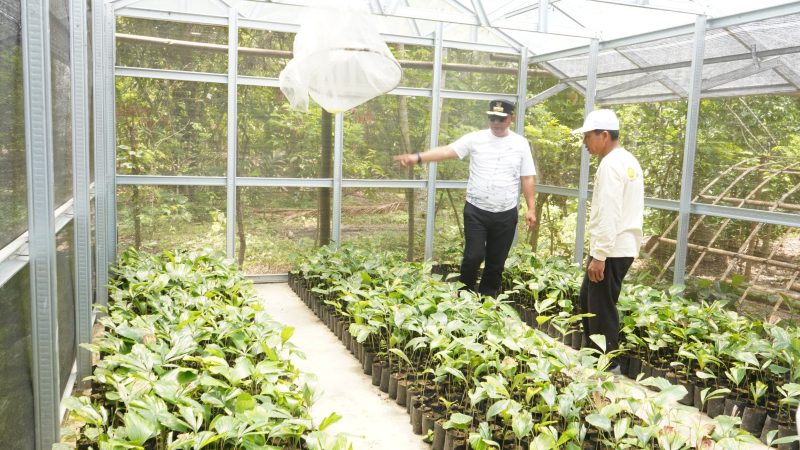 Pj Bahtiar Beli 3.000 Bibit di Polman, Kembangkan Jadi Komoditi Utama Sulbar