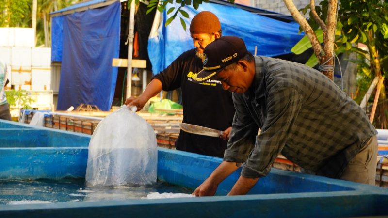Bantuan Bibit Ikan Nila DKP Sulbar, Upaya Nyata Dukung Ekonomi dan Lawan Stunting