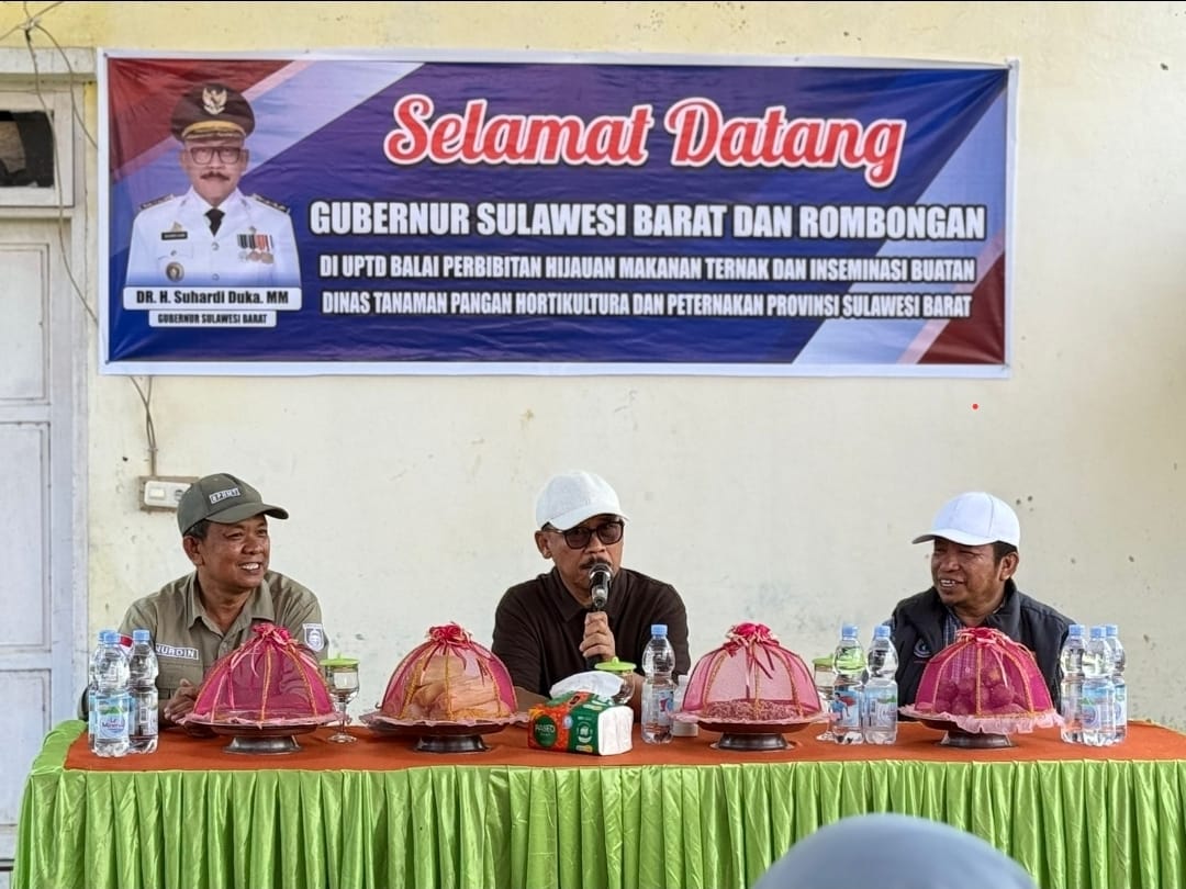 Gubernur Sulbar Pantau Langsung Potensi PAD dari Ternak Kambing