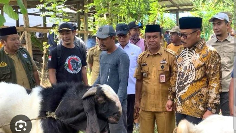 6 Bulan Berjalan, Bantuan Kambing Pemprov Sulbar Berbuah Ratusan Kelahiran dan Kebuntingan