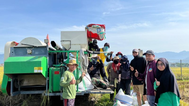 UPTD BBTPH Sulbar Mulai Panen Calon Benih Padi Inbrida Sawah di BBI Lantora