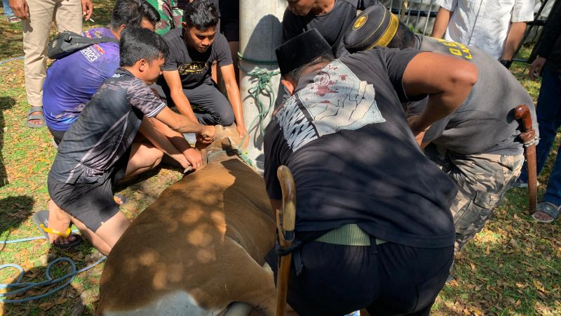 Semangat Berbagi Idul Adha, Lanal Mamuju Salurkan Daging Kurban untuk Masyarakat