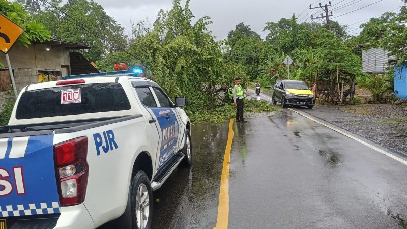 Pohon Tumbang di Jalur Poros Mamuju-Kalukku, Sat PJR Ditlantas Polda Sulbar Lakukan Evakuasi