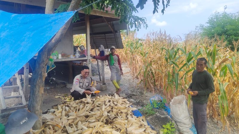 Semangat Ketahanan Pangan, Bhabinkamtibmas Polsek Banggae Hadir Dampingi Petani