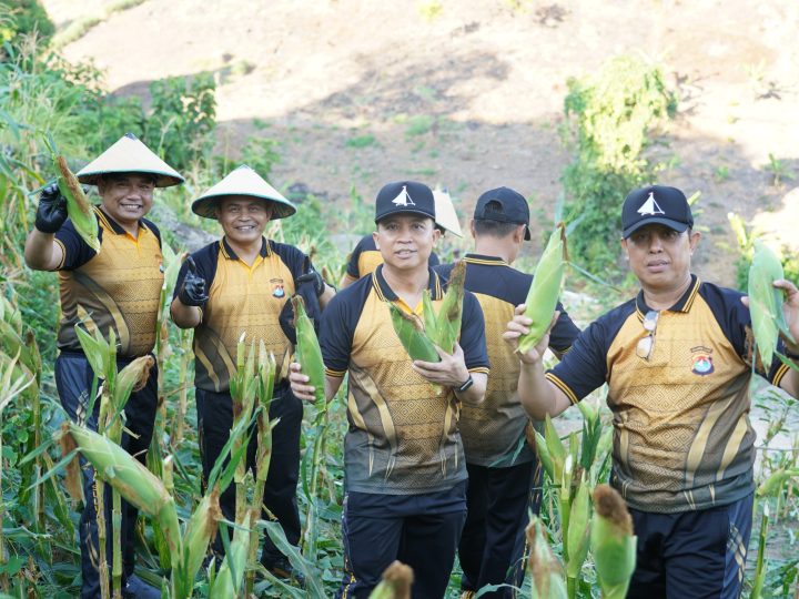 Perkuat Ketahanan Pangan, Polda Sulbar Sukses Panen Jagung Hasil Budidaya Personel