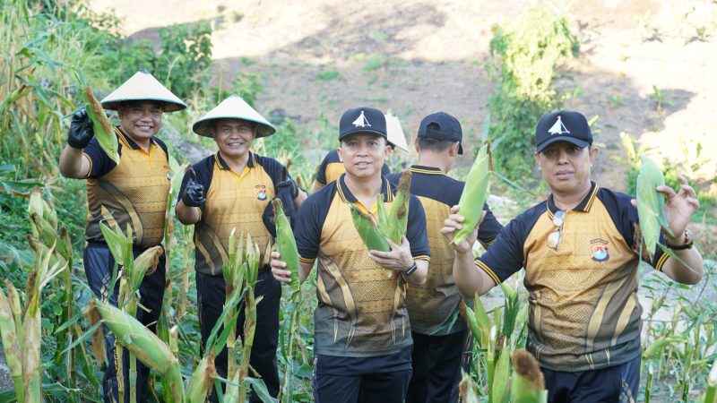 Perkuat Ketahanan Pangan, Polda Sulbar Sukses Panen Jagung Hasil Budidaya Personel