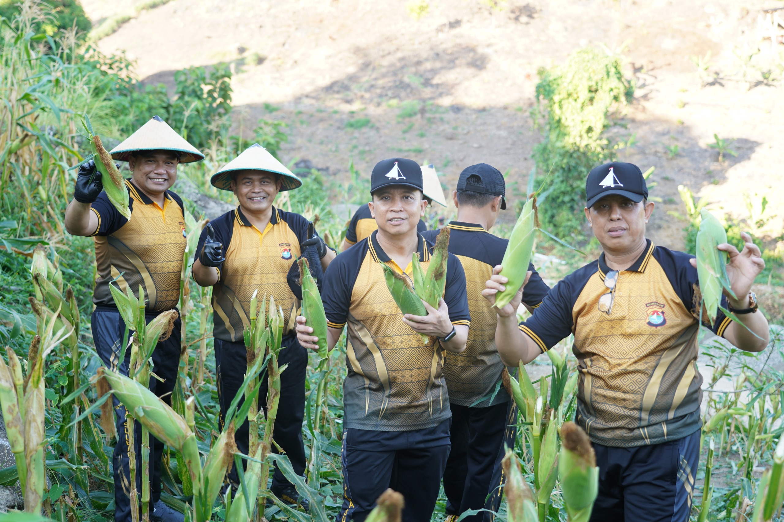 Perkuat Ketahanan Pangan, Polda Sulbar Sukses Panen Jagung Hasil Budidaya Personel