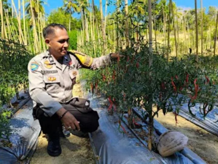 Polda Sulbar Optimalkan Peran Bhabinkamtibmas dalam Mendukung Ketahanan Pangan Nasional
